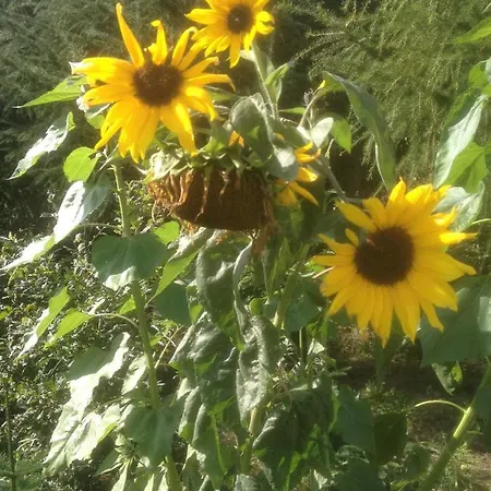 Give Bed & Breakfast *