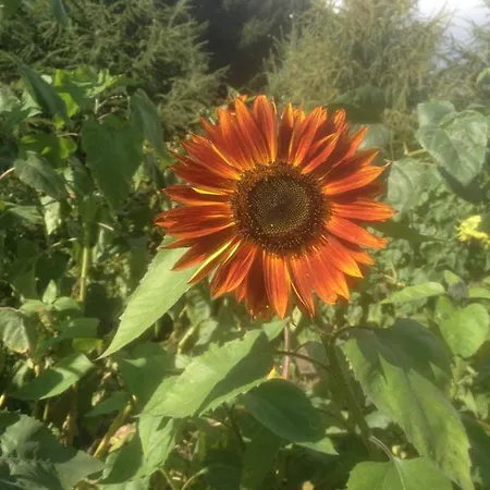 Give Bed & Breakfast Give