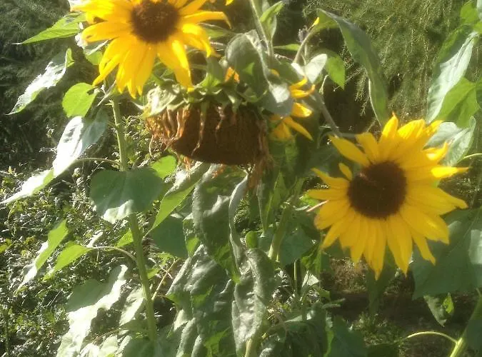 Give Bed & Breakfast *