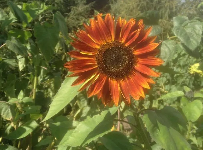 Give Bed & Breakfast Give